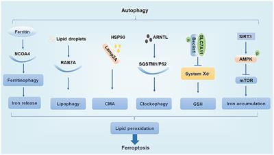 The Role of Ferroptosis in Cardiovascular Disease and Its Therapeutic Significance